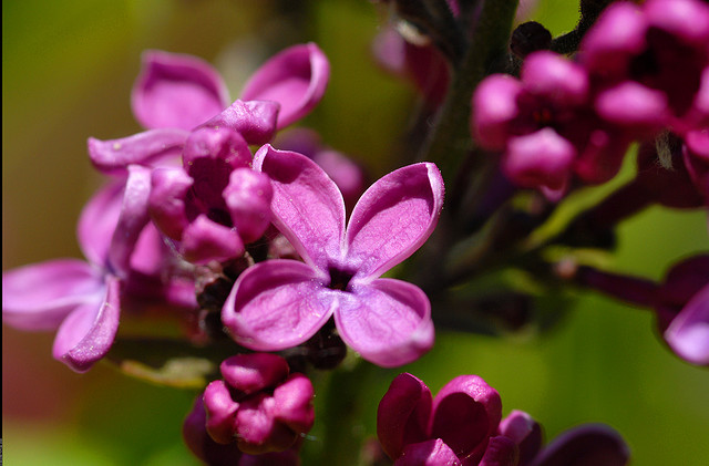 5 variétés de lilas à planter