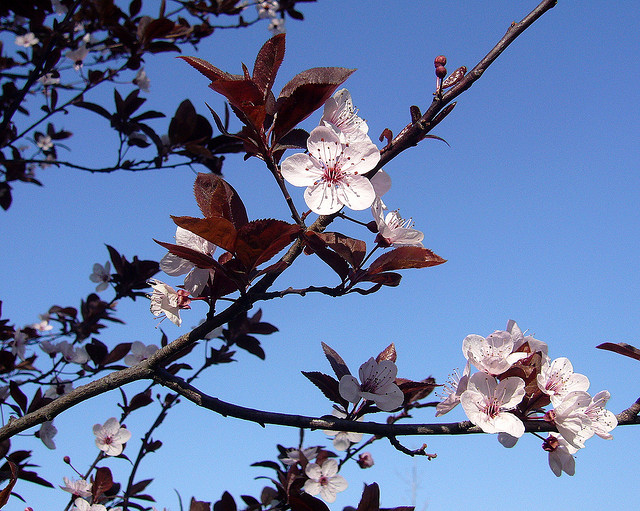 Prunus cerasifera 'Pissardii' ©Parroquial-Flickr (Creative Commons)