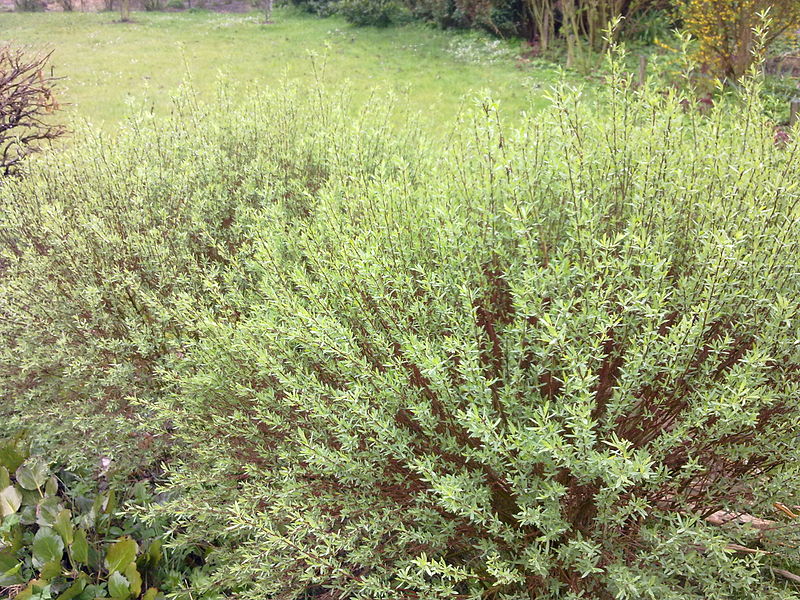 Salix purpurea 'Nana' ©Verbose Dreamer-Wikimedia (Creative Commons)