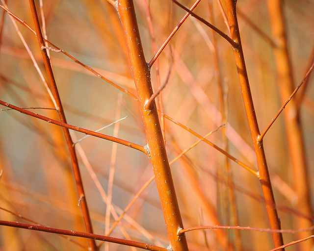 Salix alba 'Britzensis' ©Janetand Phil-Flickr (Creative Commons)