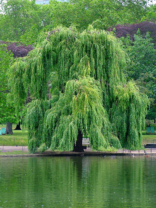 Salix babylonica ©Jdforrester-Wikimedia (Creative Commons)
