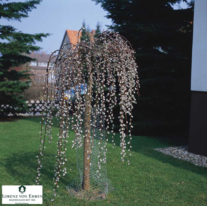 Salix caprea 'Pendula' ©lve-baumschule.de