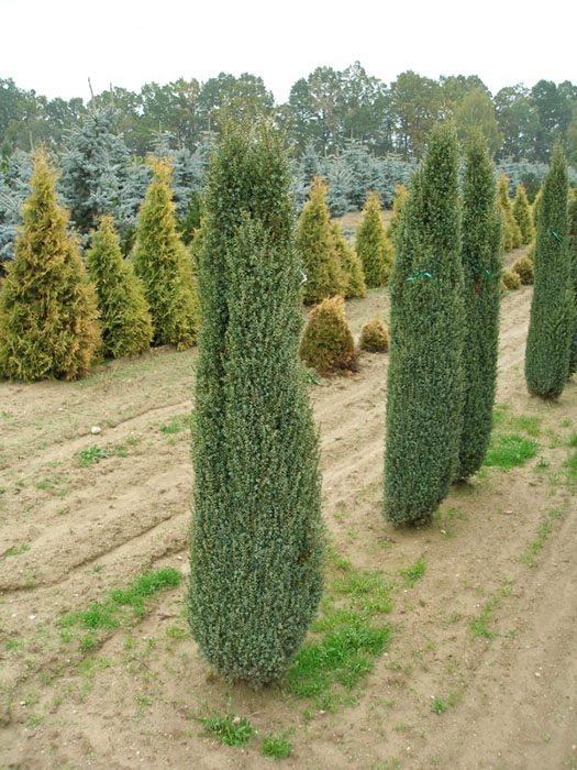 Juniperus communis 'Sentinel' ©Katalog-rostlin.cz