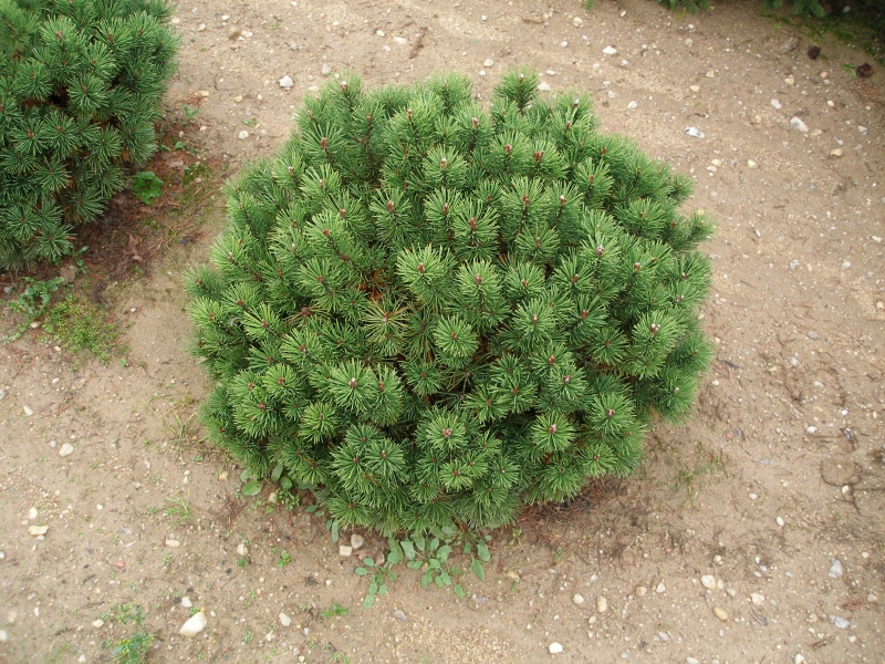 Pinus mugo 'Mops' ©Katalog-rostlin.cz