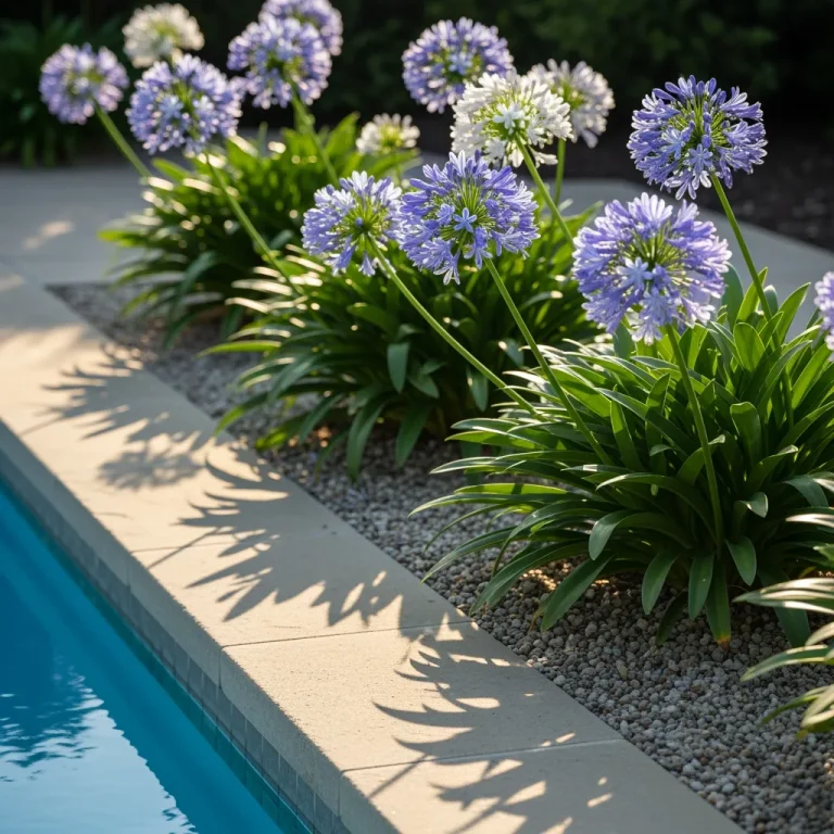 Agapanthes bleues et blanches en floraison au bord du bassin