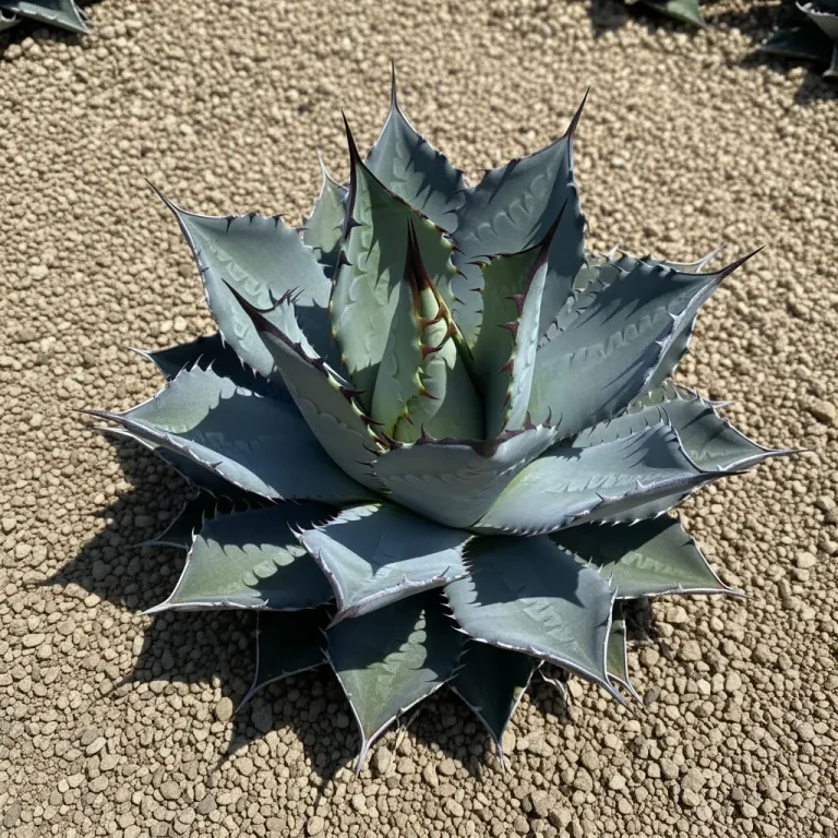 Rosette bleutée d’agave avec épines noires marquées