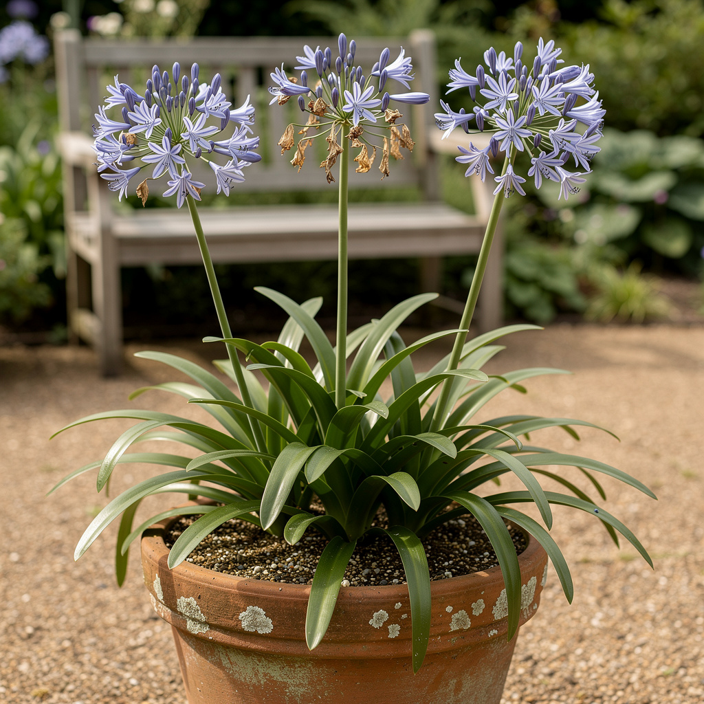 Ombelles d’agapanthe bleues dressées au soleil