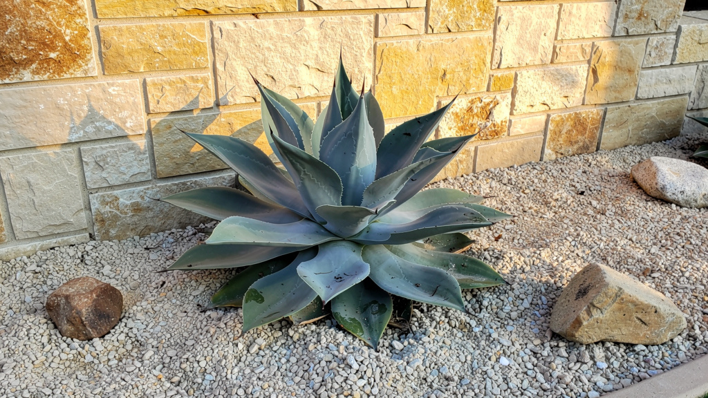 Agave bleuté adossé à un mur chaud en rocaille drainante