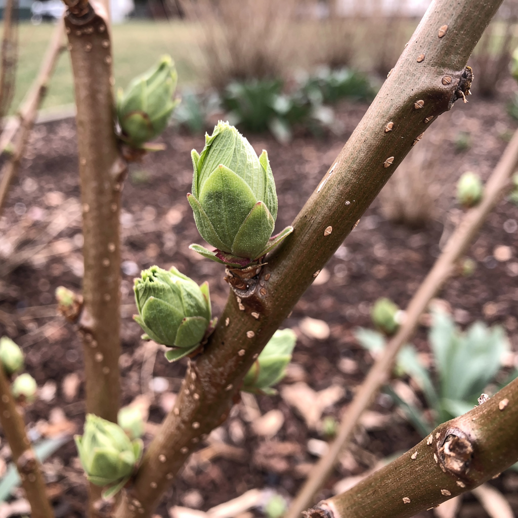 Bourgeons gonflés sur rameau avant l’ouverture des feuilles