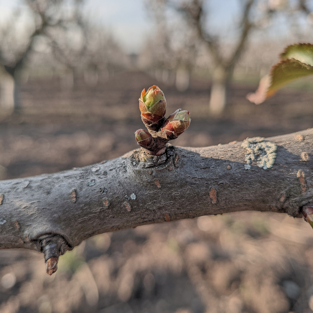 Bourgeons de pommier passant de dormants à légèrement gonflés