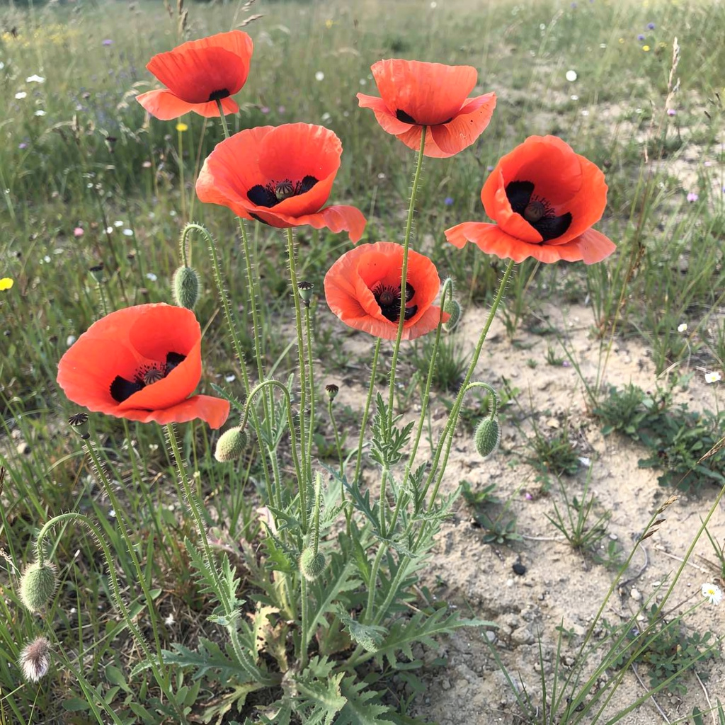 Coquelicots écarlates aux cœurs noirs dans une prairie
