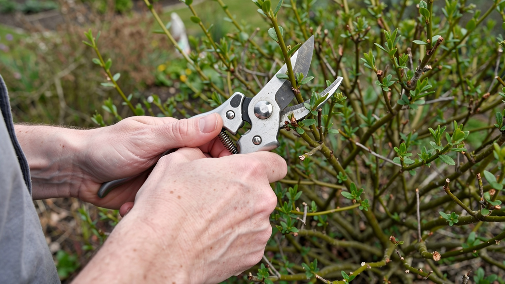 Geste de coupe net au-dessus d’un bourgeon externe