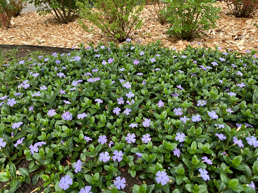 Tapis de pervenche aux fleurs bleu violet couvrant le sol