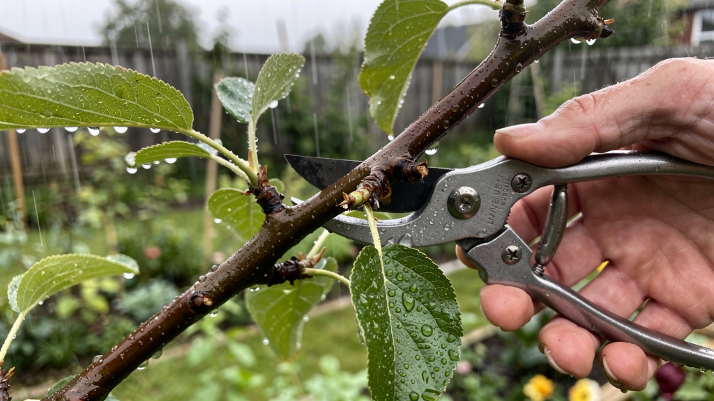 Branche de pommier mouillée avec sécateur arrêté sous la pluie