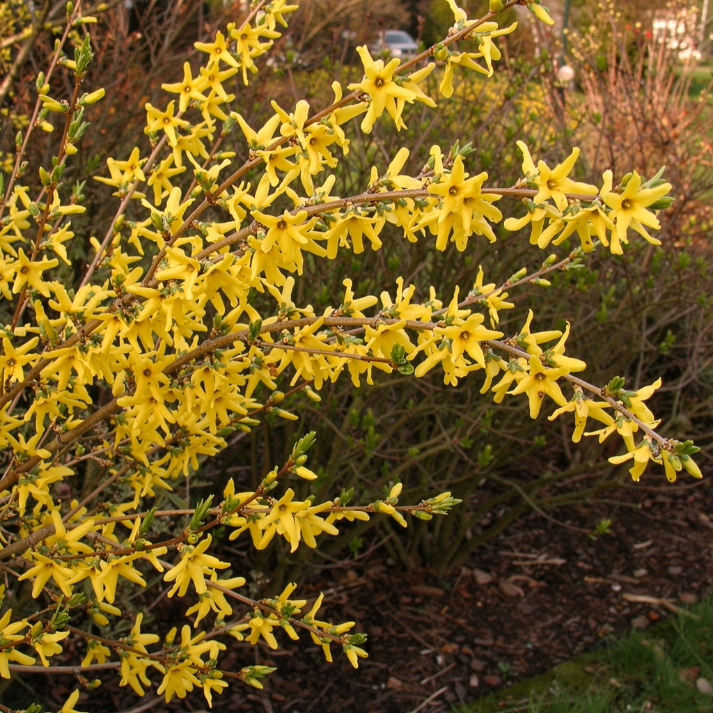 Forsythia couvert de fleurs jaunes précoces au jardin