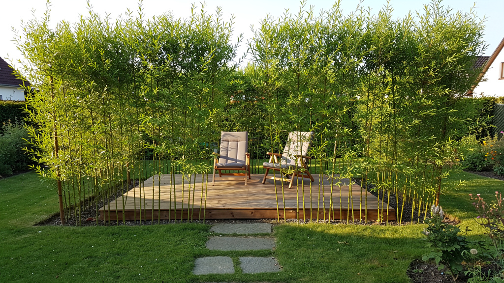 Haie de saule miyabeana protégeant une terrasse en bois