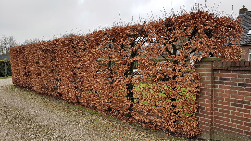 Haie de hêtre marcescent aux feuilles cuivrées en hiver