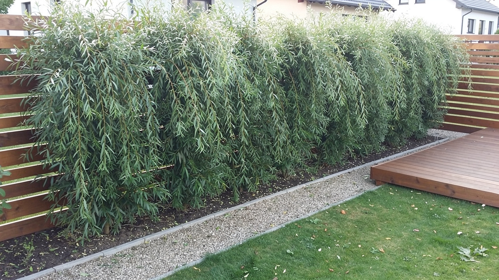 Haie dense de Salix miyabeana en double rang près d’une terrasse