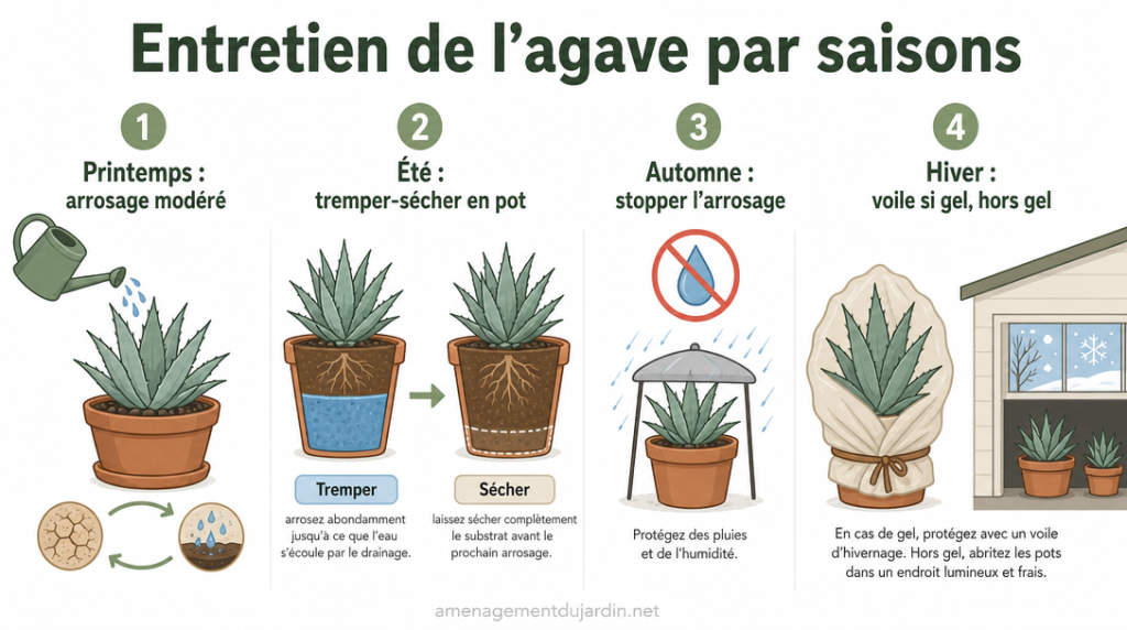 Infographie entretien saisonnier d’un agave du printemps à l’hiver
