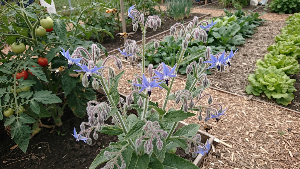Bourrache en fleurs au bord d’un potager ensoleillé
