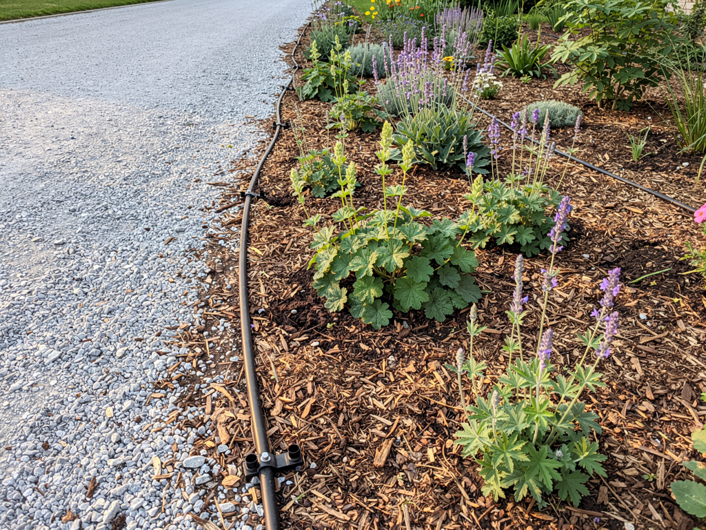 Paillage organique épais au pied de geraniums et sauges