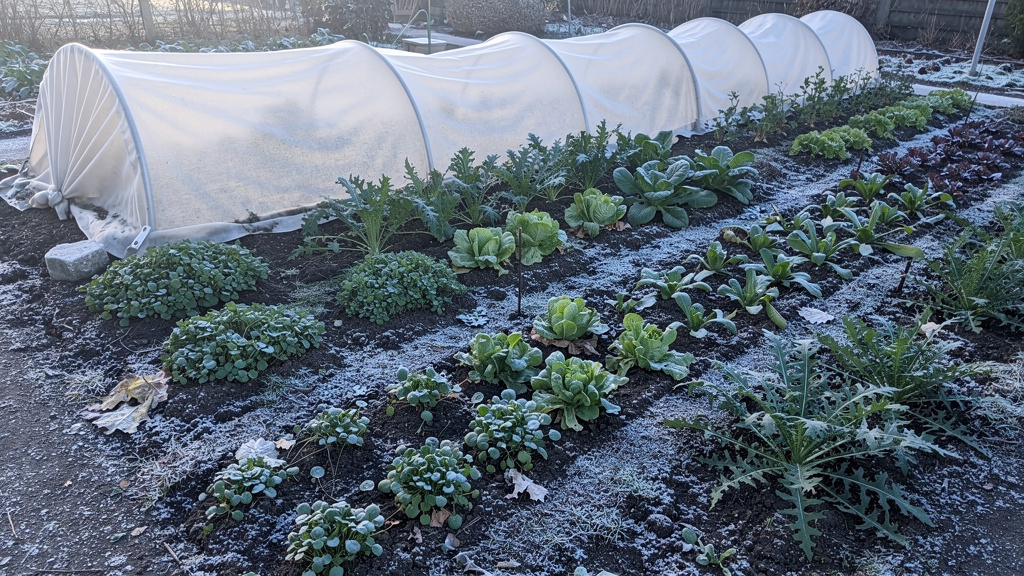 Potager hivernal avec salades et voiles P17 sur arceaux