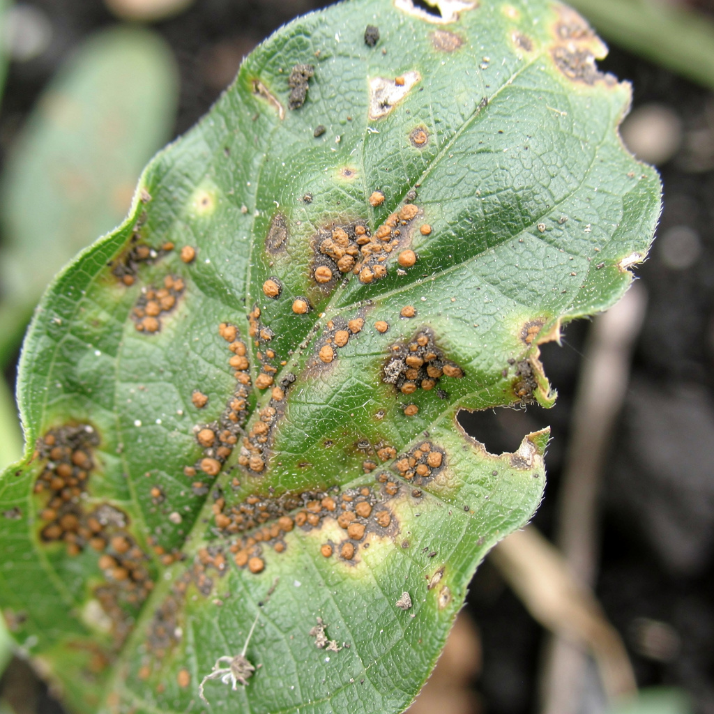 Pustules orangées de rouille visibles sur feuilles de lin
