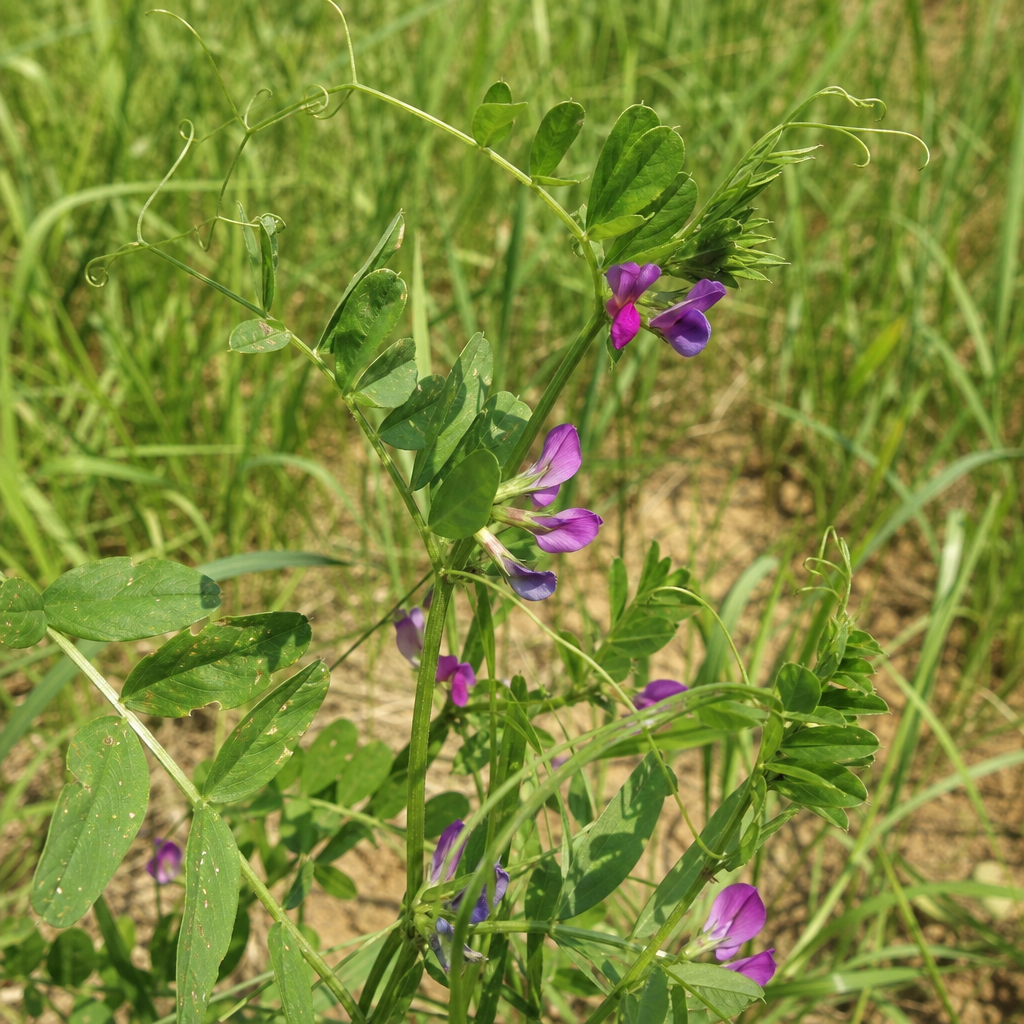 Vesce commune aux fleurs violettes et vrilles