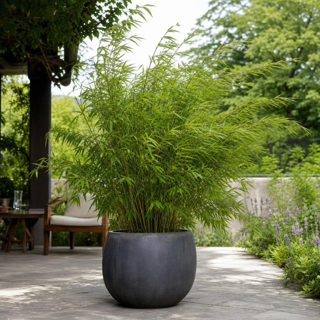 Bambou non traçant souple dans un pot stable