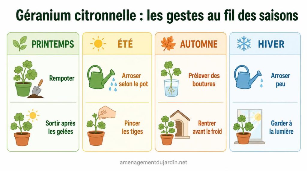 Calendrier des soins du géranium citronnelle par saison
