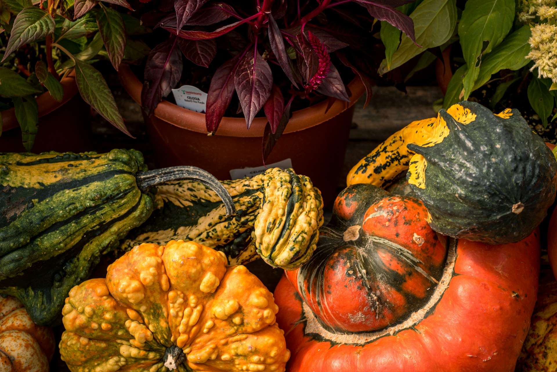 Courges bosselées multicolores entassées devant des pots et feuillages