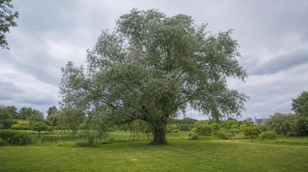 Grand saule blanc près d’une zone fraîche et dégagée