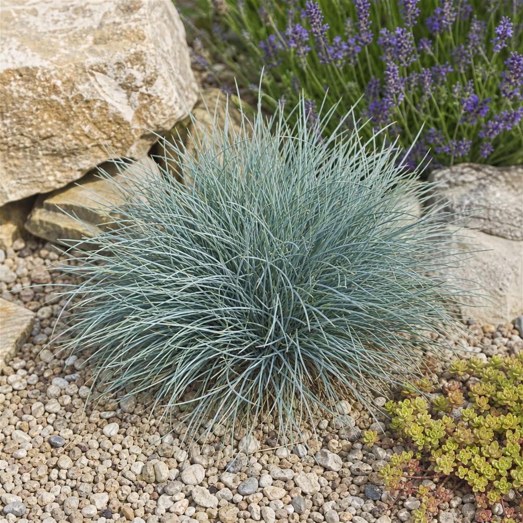 Touffe compacte de fétuque bleue parmi les graviers