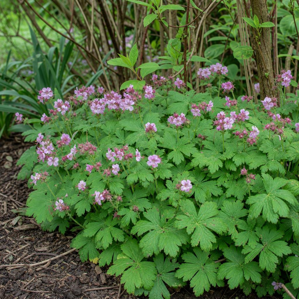 Géranium vivace rose au pied d’arbustes