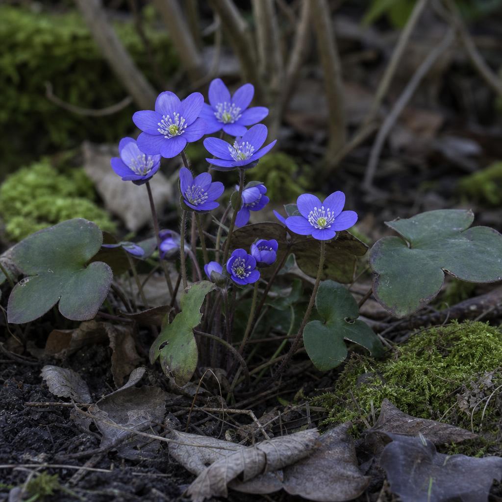 Hépatique bleue en fleurs au début du printemps