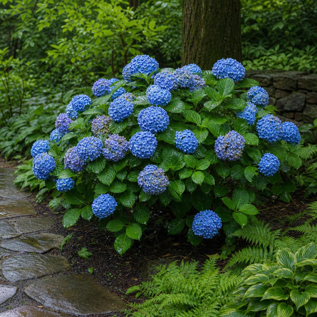 Hortensia bleu en fleurs dans un jardin ombragé