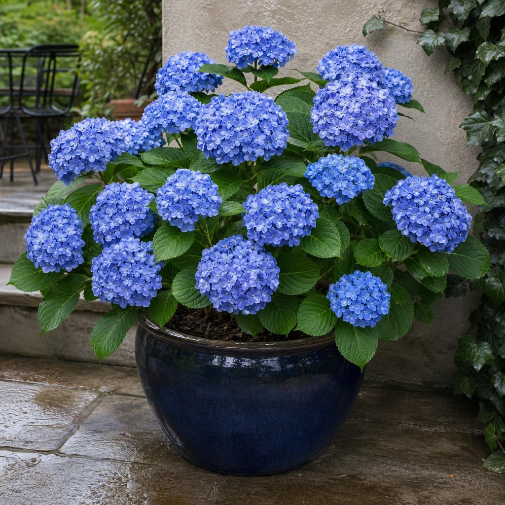 Hortensia bleu en pot à la mi-ombre