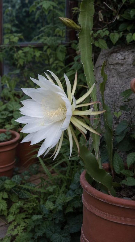 Grande fleur blanche nocturne du cactus dragon