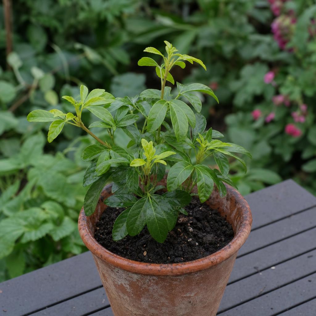 Jeune Choisya en pot avec nouvelles pousses