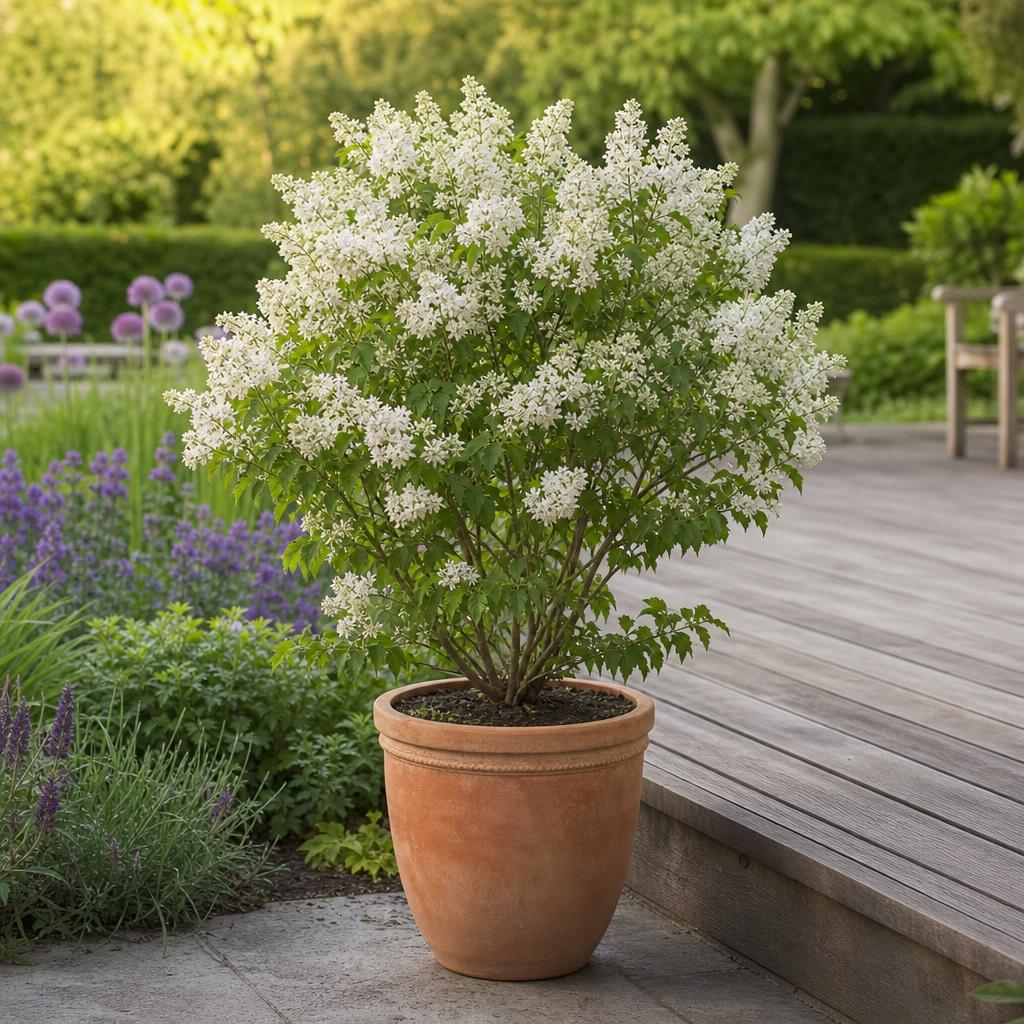 Lilas nain Flowerfesta White fleuri dans un grand pot