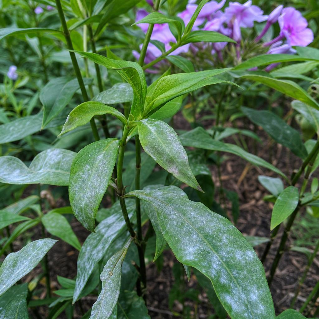 Feuilles de phlox avec premiers signes d’oïdium