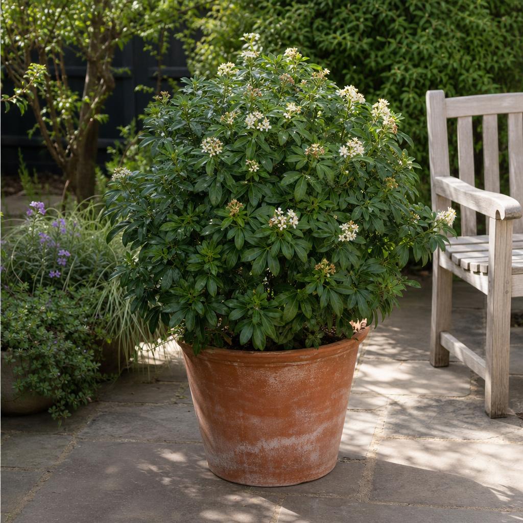 Oranger du Mexique compact dans un grand pot