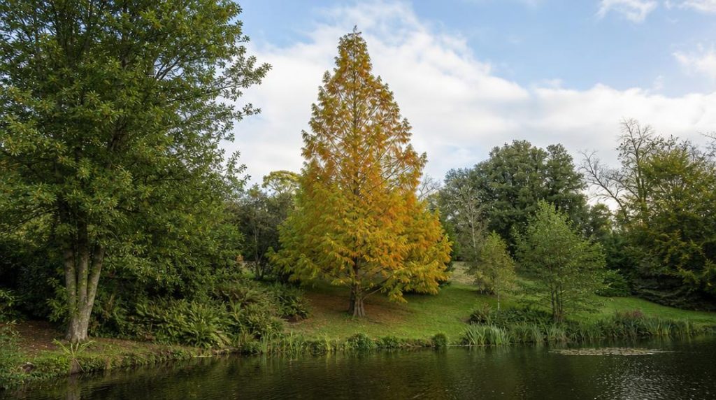 Cyprès chauve dans un jardin humide près d’un bassin
