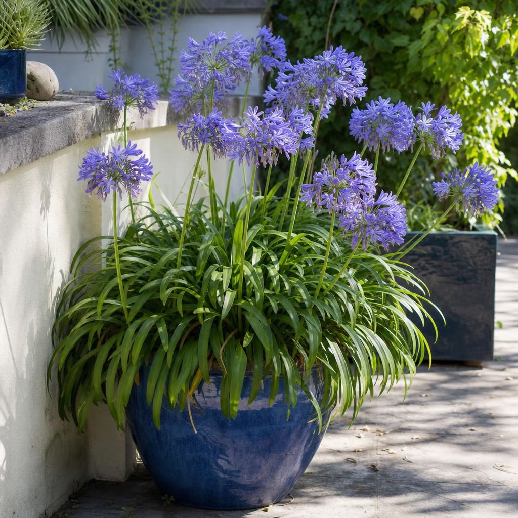 Agapanthe bleue fleurie dans un pot profond