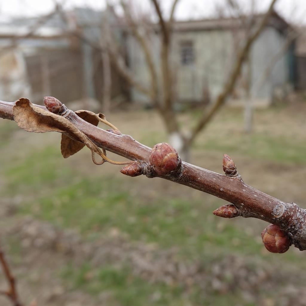 Bourgeons ronds et pointus sur rameau d'abricotier