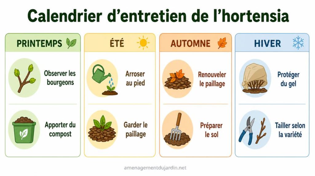 Calendrier saisonnier des soins pour hortensia