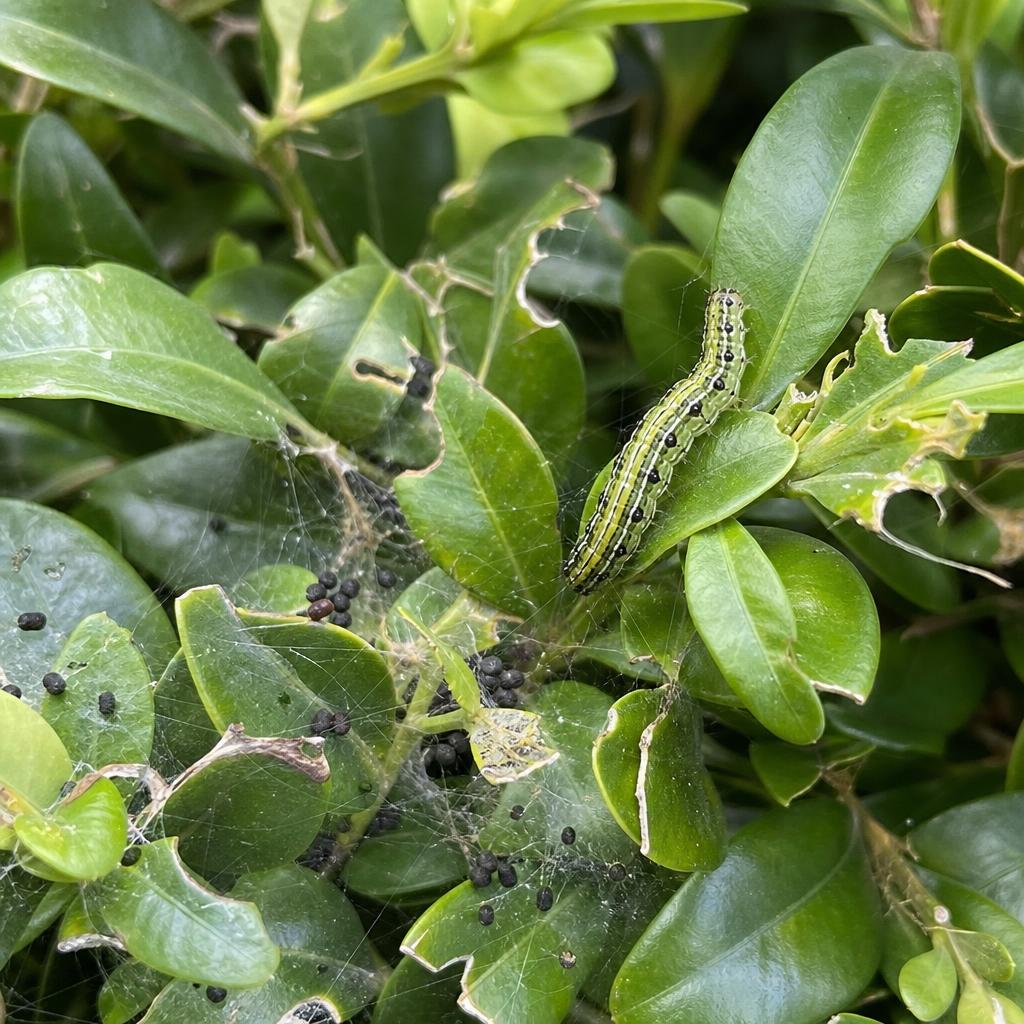 Chenille verte sur feuilles de buis grignotées et toiles