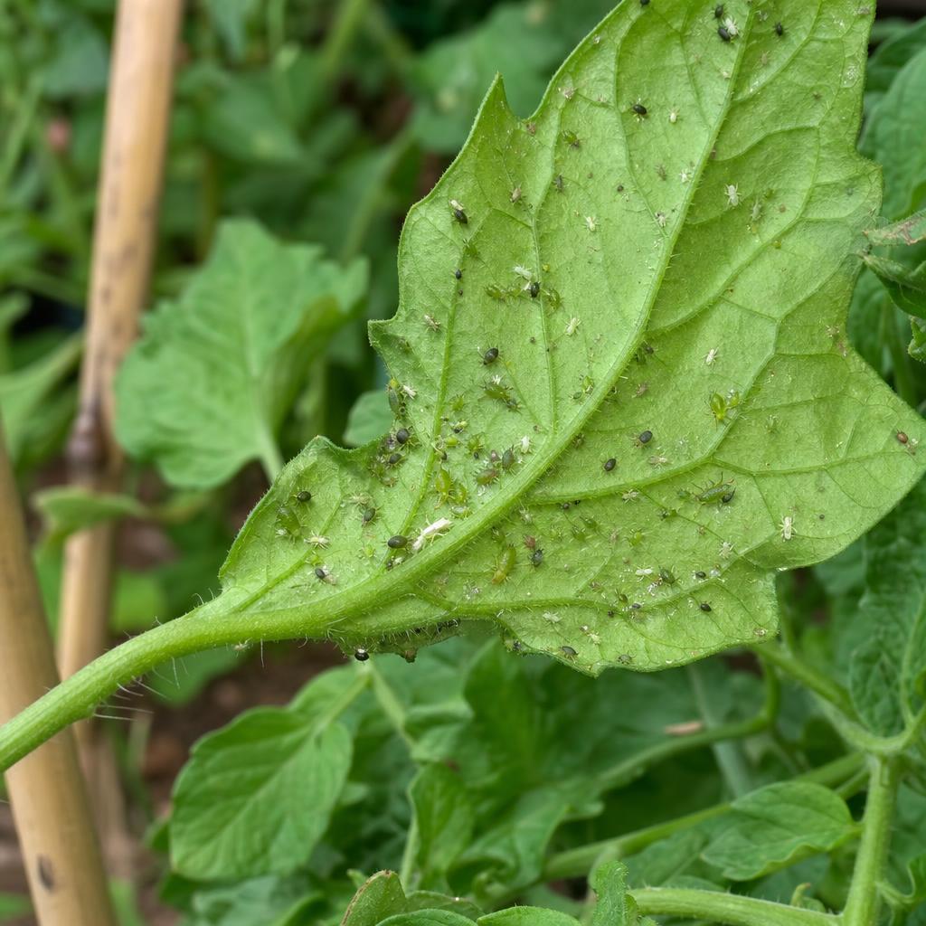 Pucerons verts et noirs sous une feuille de tomate