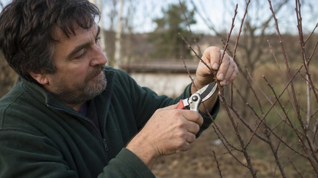 Main taillant un rameau vigoureux d'abricotier