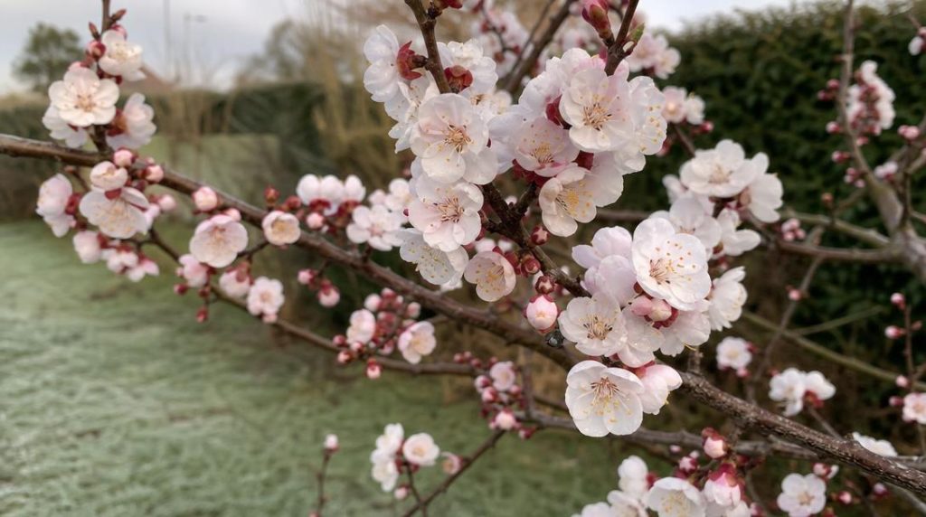 Fleurs d'abricotier blanches après une nuit fraîche